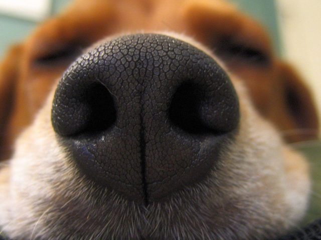 https://tippmixtippek1x2.hu/wp-content/uploads/2020/11/128893199_1281673062201854_5979842513733875074_n-640x480.jpg